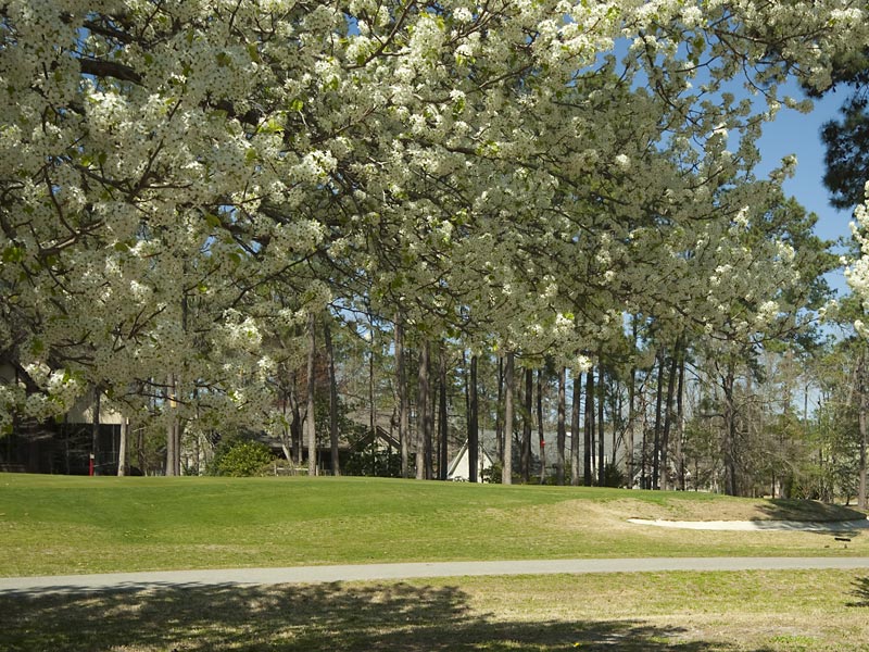 Brierwood Estates Homes for Sale Presented by Silver Coast P